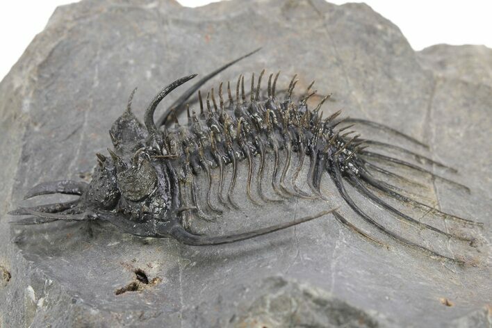 Spiny Quadrops Trilobite - Ofaten, Morocco #240531